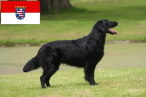 Read more about the article Flat Coated Retriever criadores e cachorros em Hessen