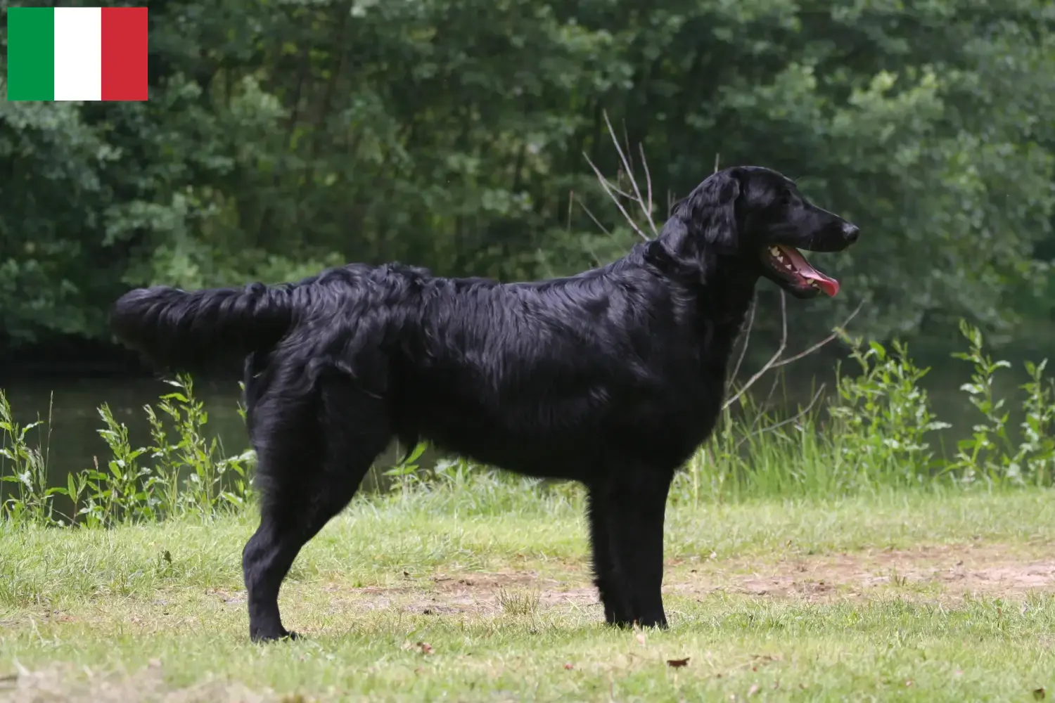 Read more about the article Criadores de Flat Coated Retriever e cachorros em Itália