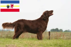 Read more about the article Criadores de Flat Coated Retriever e cachorros em Mecklenburg-Vorpommern