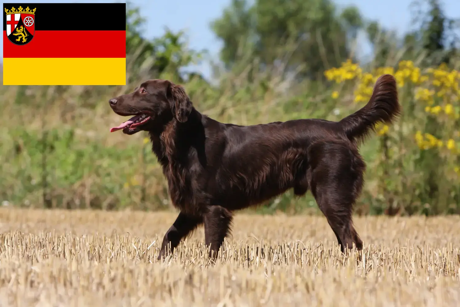 Read more about the article Criadores de Flat Coated Retriever e cachorros em Rhineland-Palatinate