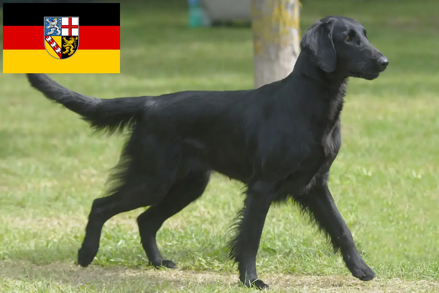 Read more about the article Criadores de Flat Coated Retriever e cachorros em Saarland