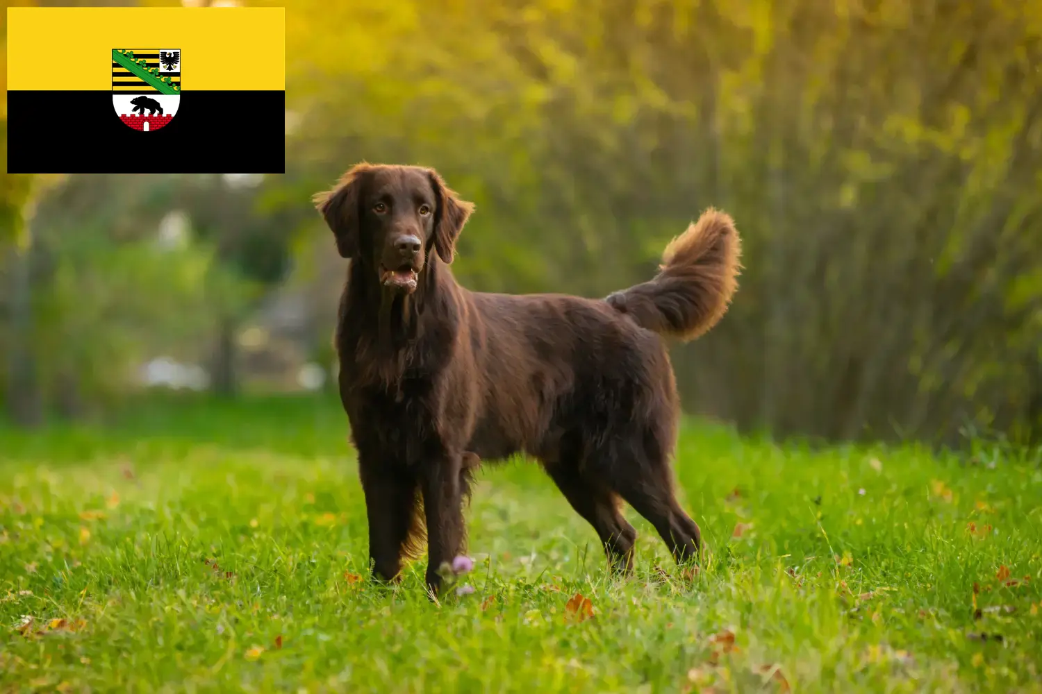 Read more about the article Criadores de Flat Coated Retriever e cachorros em Saxónia-Anhalt