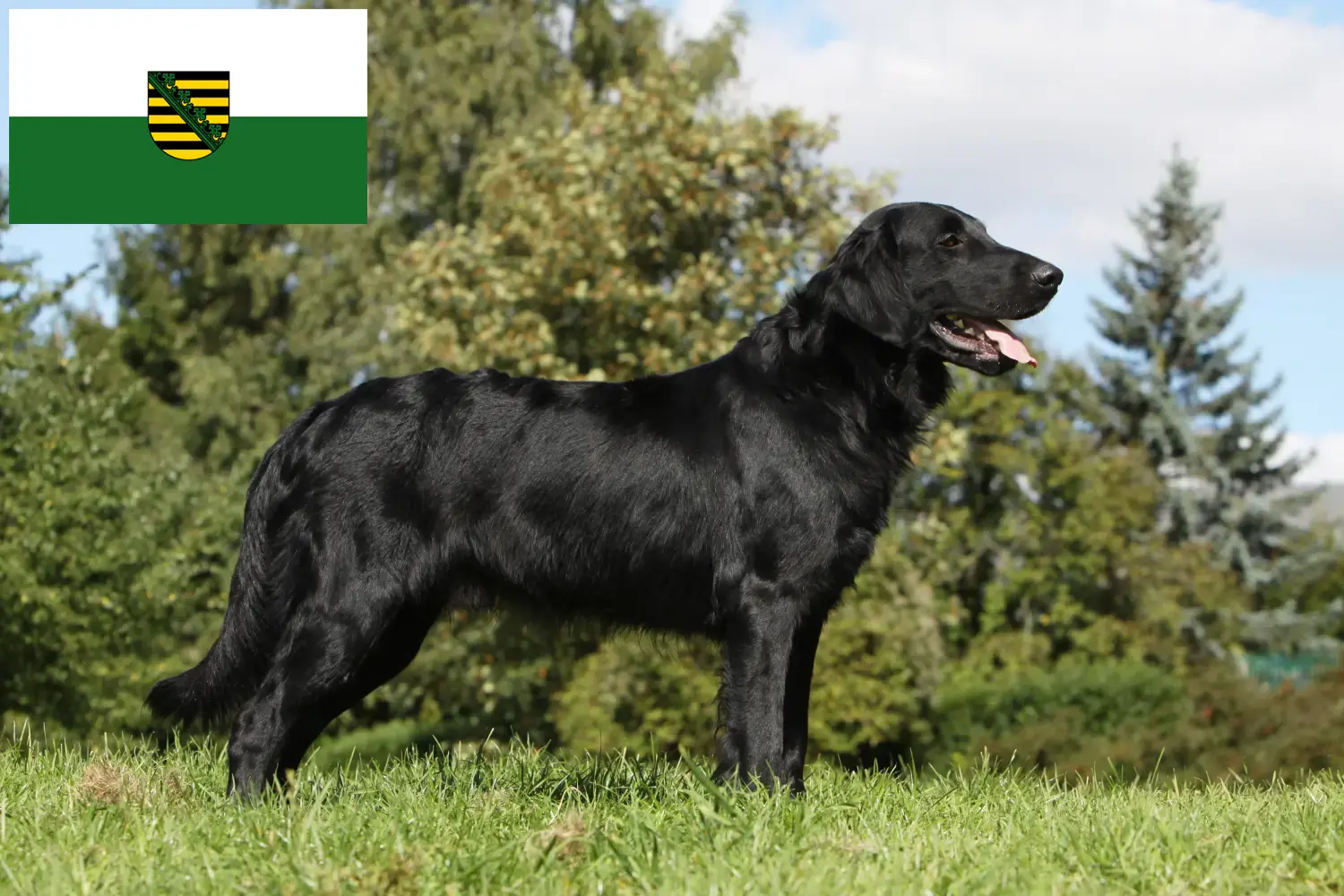 Read more about the article Criadores de Flat Coated Retriever e cachorros em Saxónia