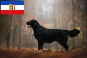 Read more about the article Criadores de Flat Coated Retriever e cachorros em Schleswig-Holstein