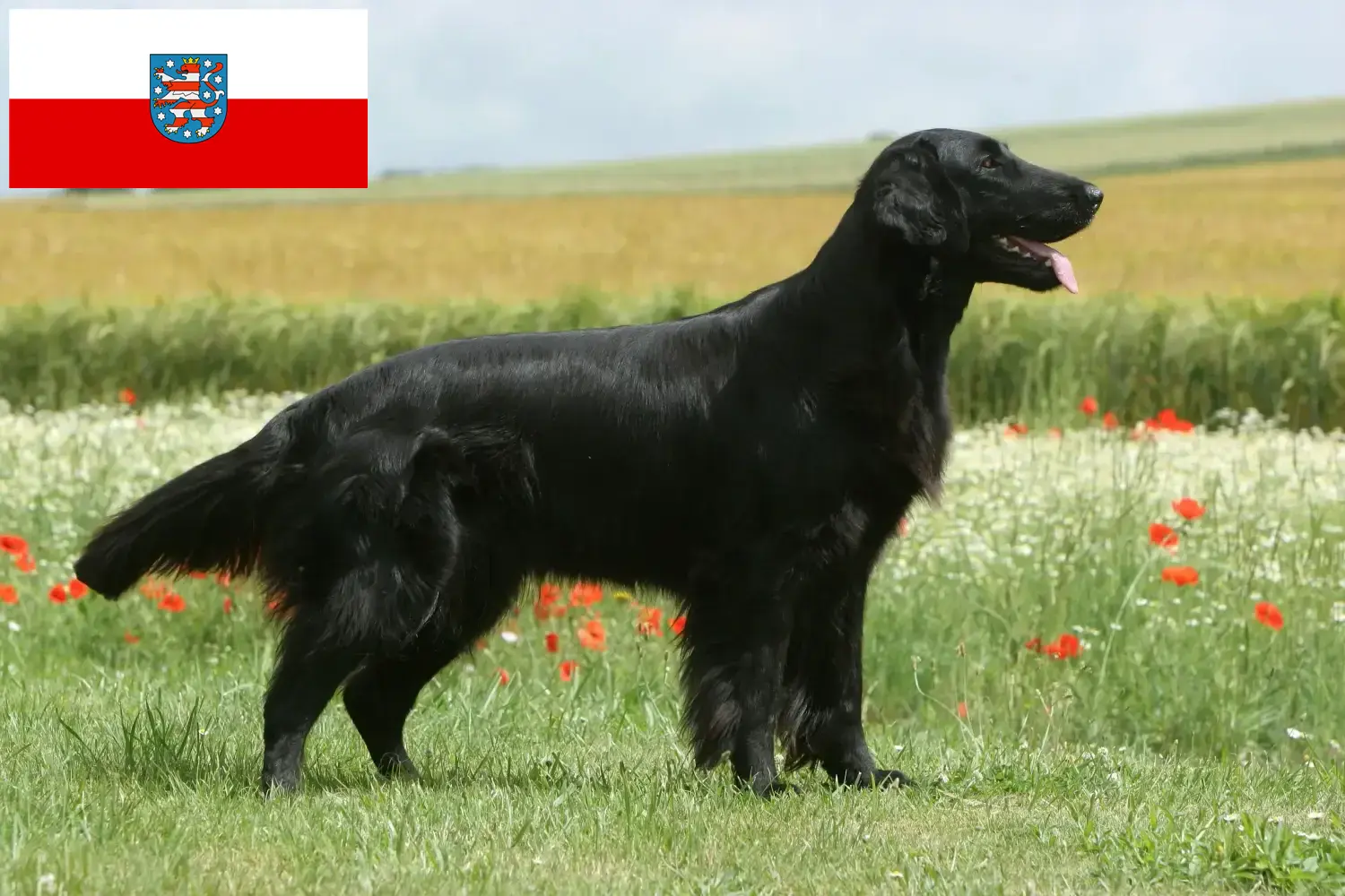 Read more about the article Criadores de Flat Coated Retriever e cachorros na Turíngia