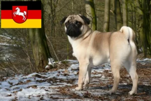 Read more about the article Criadores de pug e cachorros na Baixa Saxónia