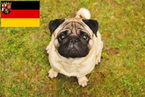 Read more about the article Criadores de pug e cachorros em Renânia-Palatinado