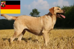 Read more about the article Criadores de Labrador e cachorros em Renânia-Palatinado