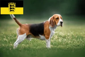 Read more about the article Criadores de Beagle e cachorros em Baden-Württemberg