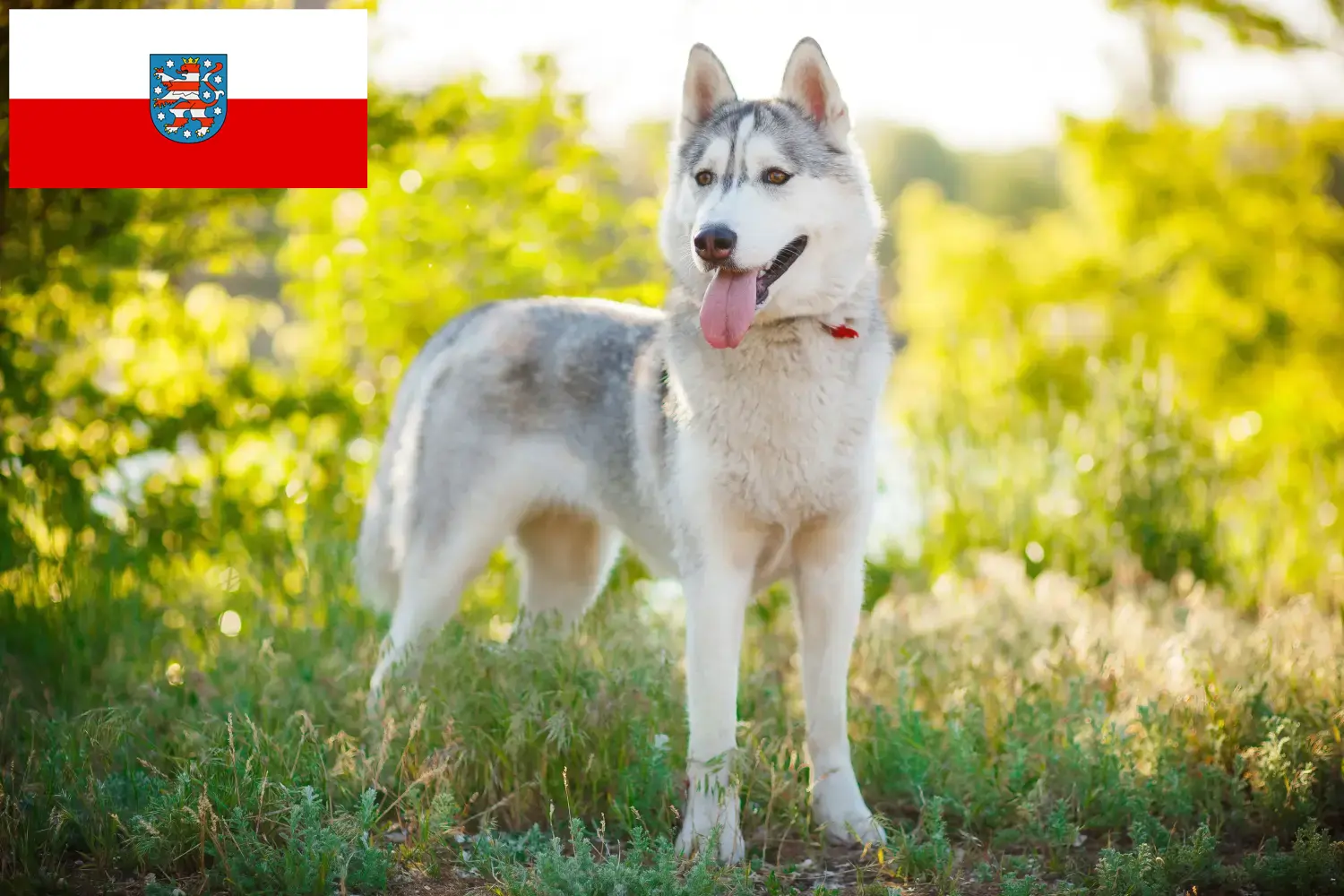 Read more about the article Criadores de Husky e cachorros na Turíngia