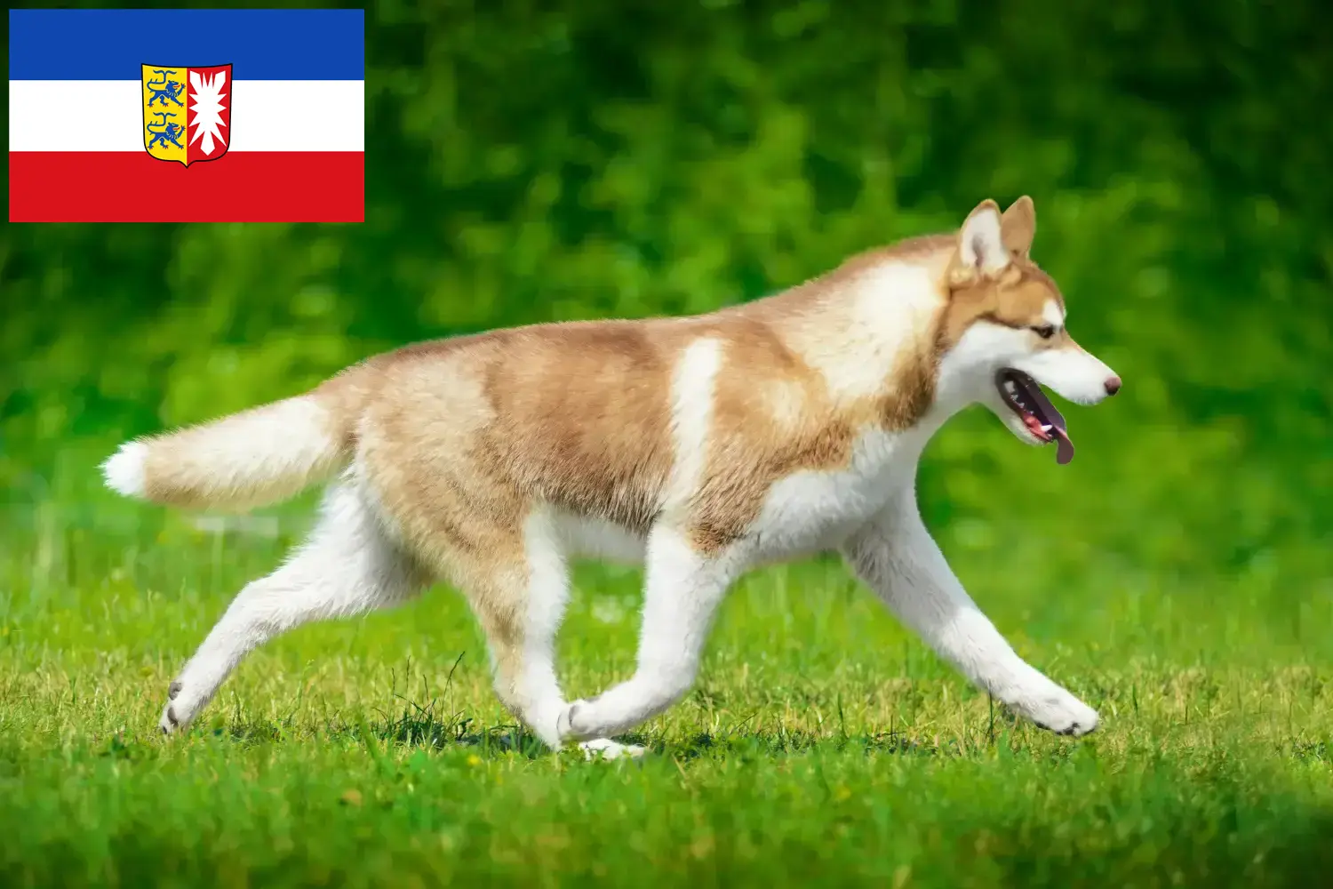 Read more about the article Criadores de Husky e cachorros em Schleswig-Holstein