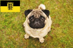 Read more about the article Criadores de pug e cachorros em Baden-Württemberg