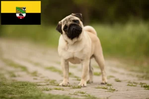 Read more about the article Criadores de pug e cachorros em Saxónia-Anhalt