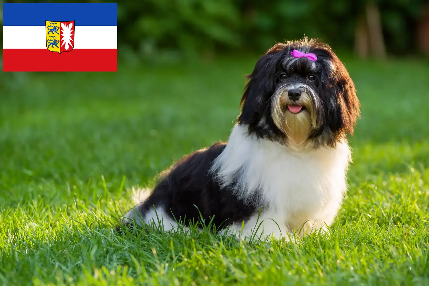 Read more about the article Criadores de Havanese e cachorros em Schleswig-Holstein