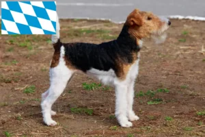 Read more about the article Criadores de Fox Terrier e cachorros em Baviera