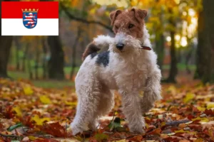 Read more about the article Fox Terrier criadores e cachorros em Hessen