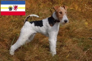 Read more about the article Criadores de Fox Terrier e cachorros em Mecklenburg-Vorpommern