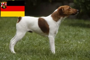 Read more about the article Criadores de Fox Terrier e cachorros em Renânia-Palatinado