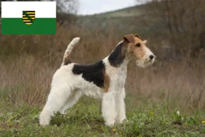 Read more about the article Criadores de Fox Terrier e cachorros em Saxónia