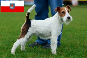 Read more about the article Criadores de Fox Terrier e cachorros em Thuringia