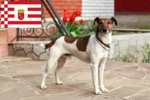 Read more about the article Fox Terrier criadores e cachorros em Bremen