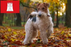 Read more about the article Fox Terrier criadores e cachorros em Hamburgo