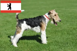 Read more about the article Fox Terrier criadores e cachorros em Berlim