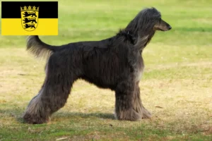 Read more about the article Criadores de Afghan Hound e cachorros em Baden-Württemberg