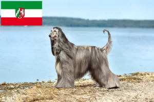 Read more about the article Criadores de Afghan Hound e cachorros na Renânia do Norte-Vestefália