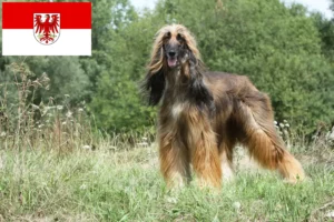 Read more about the article Criadores de galgos afegãos e cachorros em Brandenburg