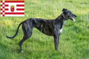 Read more about the article Criadores de galgos e cachorros em Bremen