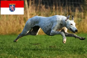 Read more about the article Criadores de galgos e cachorros em Hessen