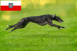 Read more about the article Criadores de galgos e cachorros em Thuringia