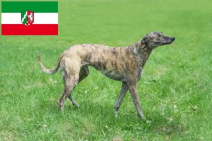 Read more about the article Criadores de galgos e cachorros na Renânia do Norte-Vestefália