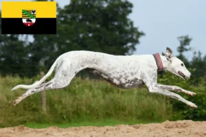 Read more about the article Criadores de galgos e cachorros em Saxónia-Anhalt