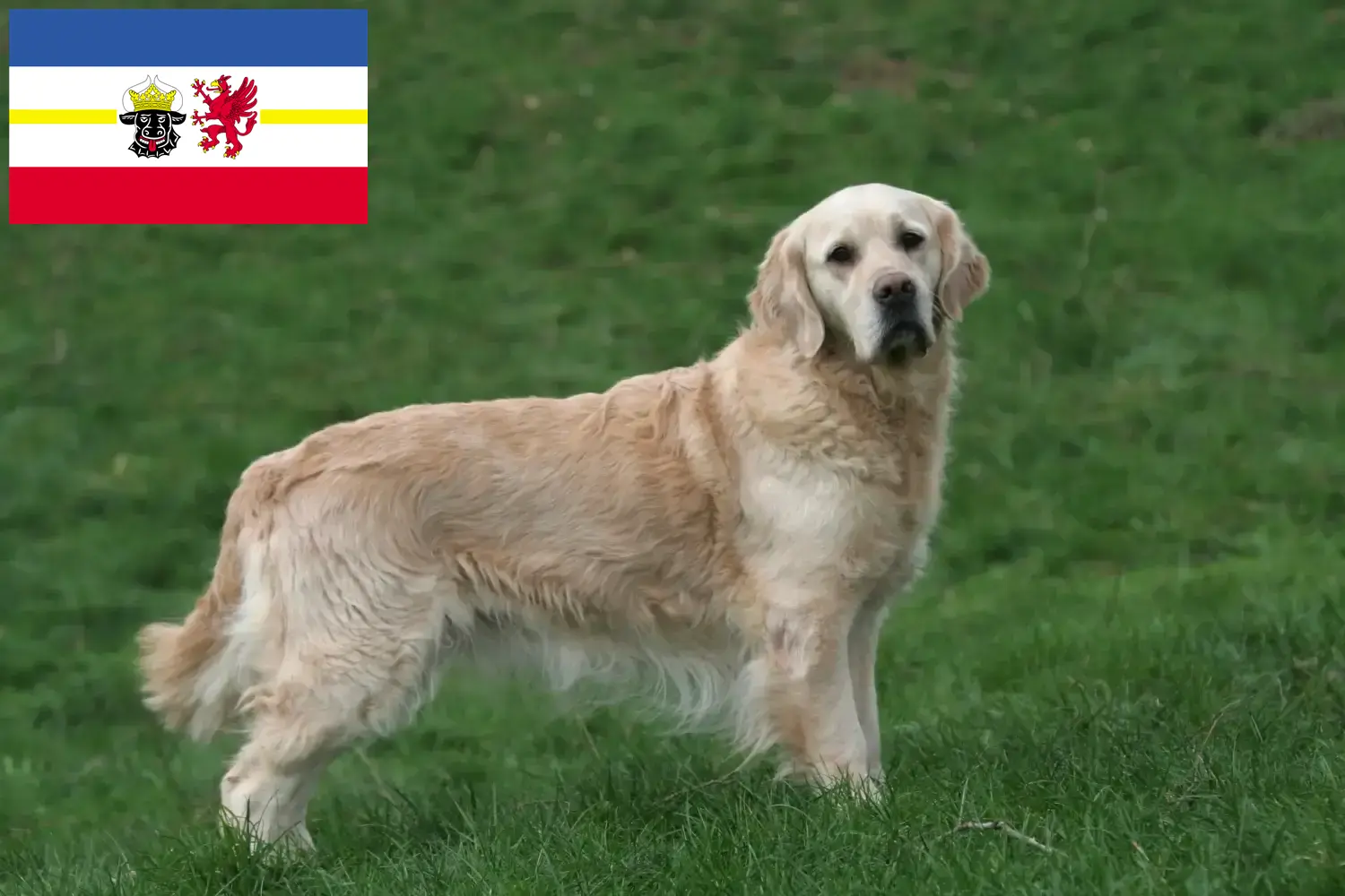 Read more about the article Criadores de Golden Retriever e cachorros em Mecklenburg-Vorpommern