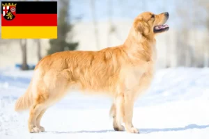 Read more about the article Criadores de Golden Retriever e cachorros em Renânia-Palatinado