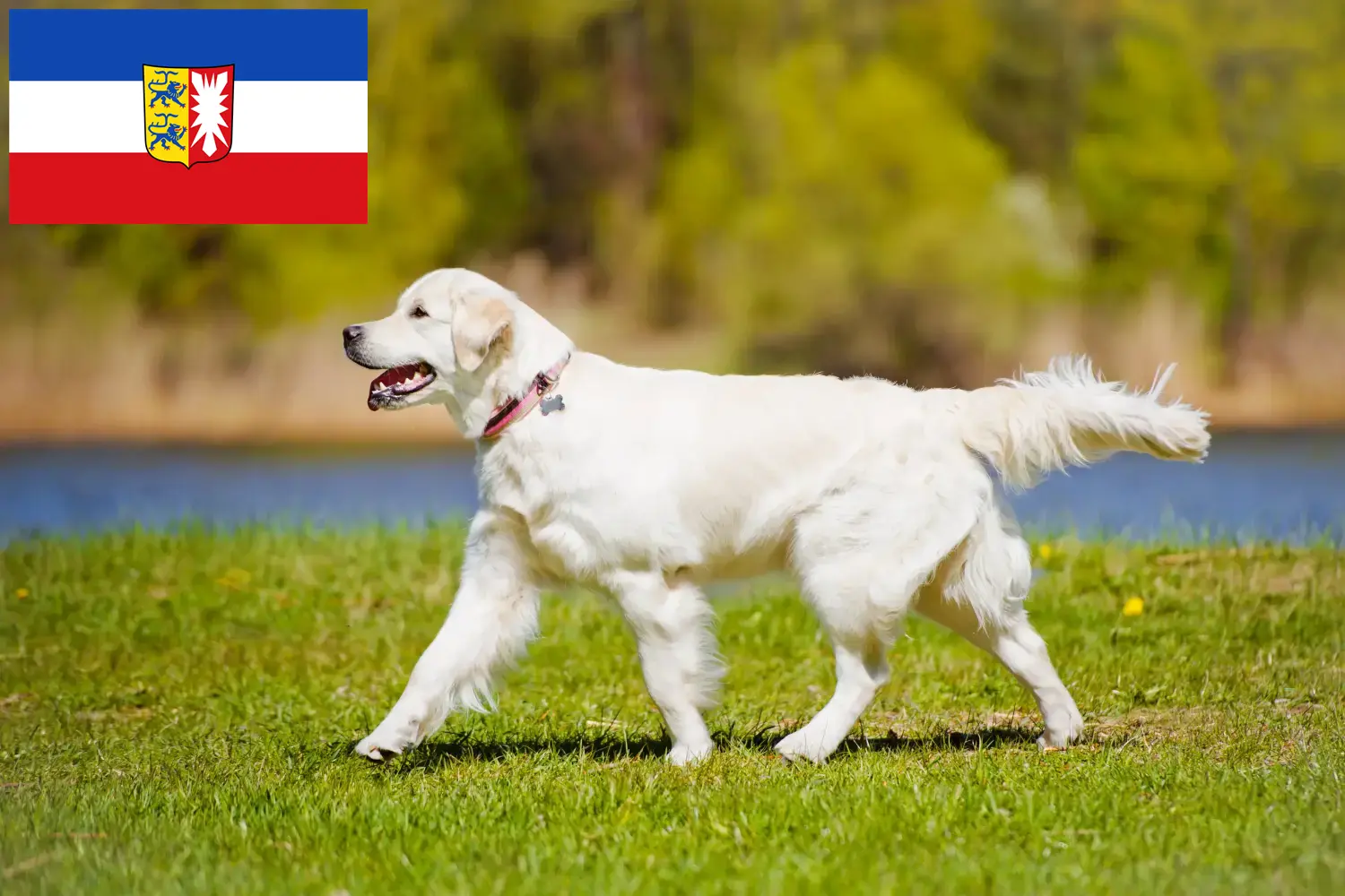 Read more about the article Criadores de Golden Retriever e cachorros em Schleswig-Holstein