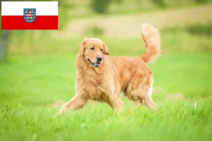 Read more about the article Criadores de Golden Retriever e cachorros na Turíngia