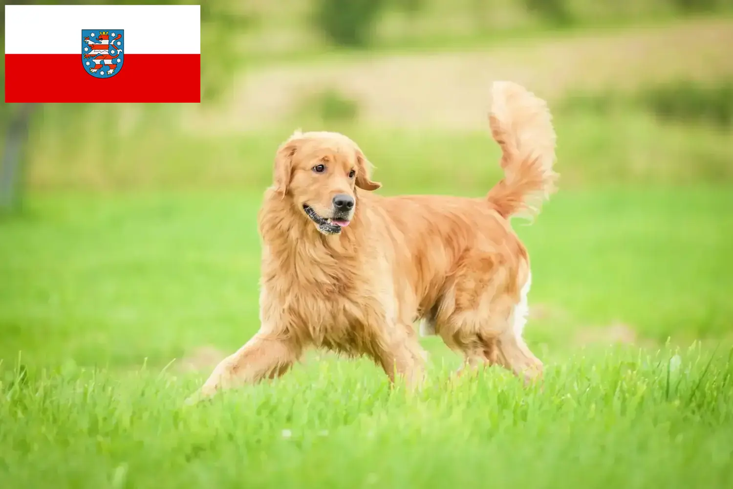 Read more about the article Criadores de Golden Retriever e cachorros na Turíngia