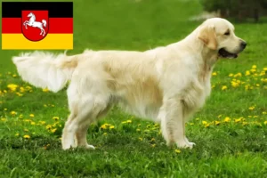 Read more about the article Criadores de Golden Retriever e cachorros na Baixa Saxónia