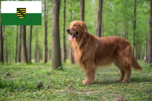 Read more about the article Criadores de Golden Retriever e cachorros em Saxónia