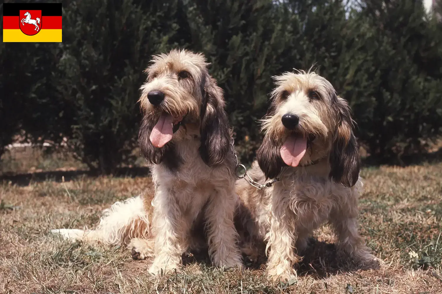 Read more about the article Criadores de Grand Basset Griffon Vendéen e cachorros na Baixa Saxónia