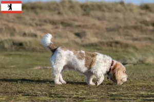 Read more about the article Criadores de Grand Basset Griffon Vendéen e cachorros em Berlim