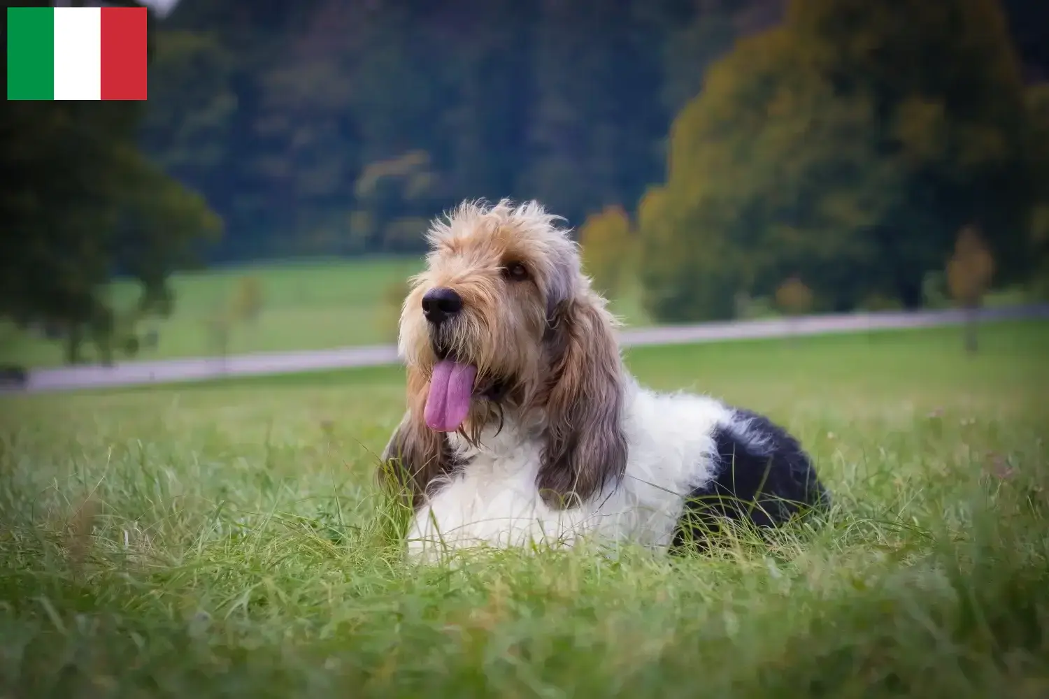 Read more about the article Criadores e cachorros de Grand Basset Griffon Vendéen em Itália