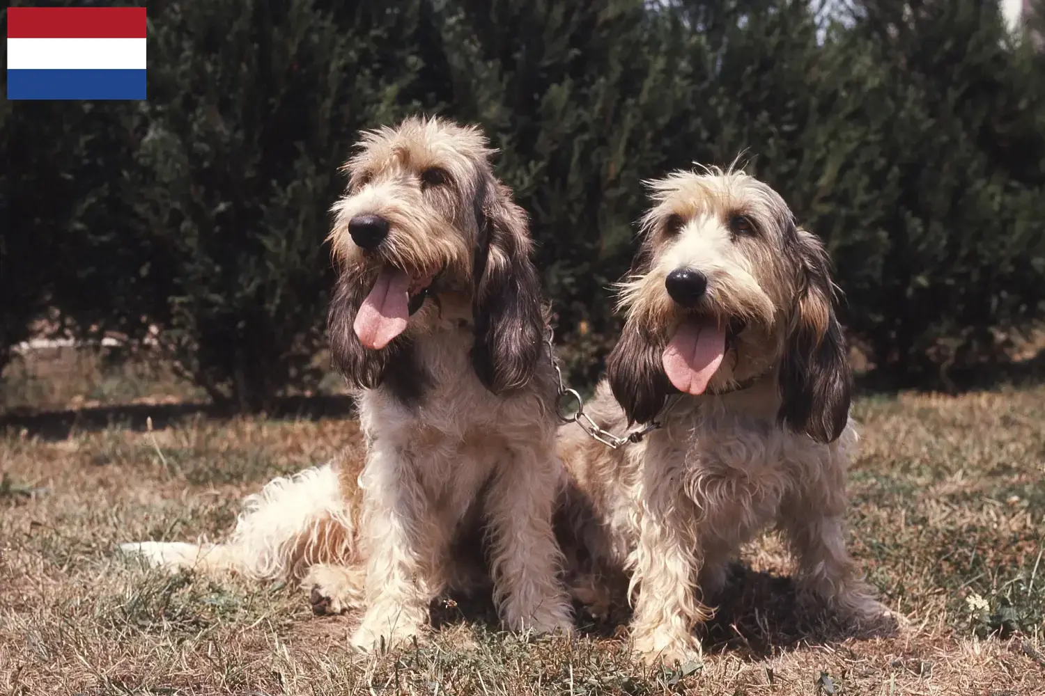 Read more about the article Criadores e cachorros de Grand Basset Griffon Vendéen nos Países Baixos