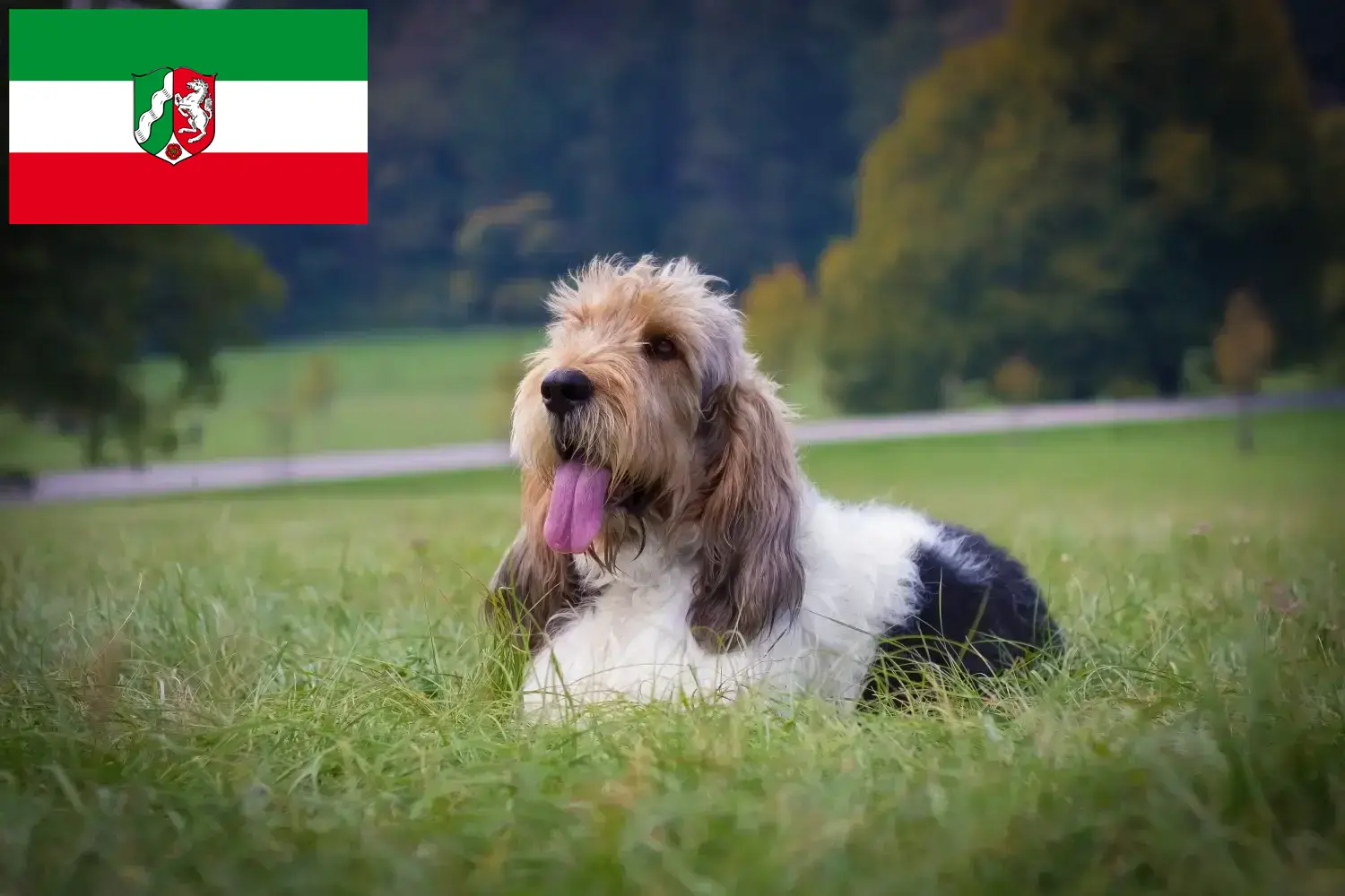 Read more about the article Criadores de Grand Basset Griffon Vendéen e cachorros na Renânia do Norte-Vestefália