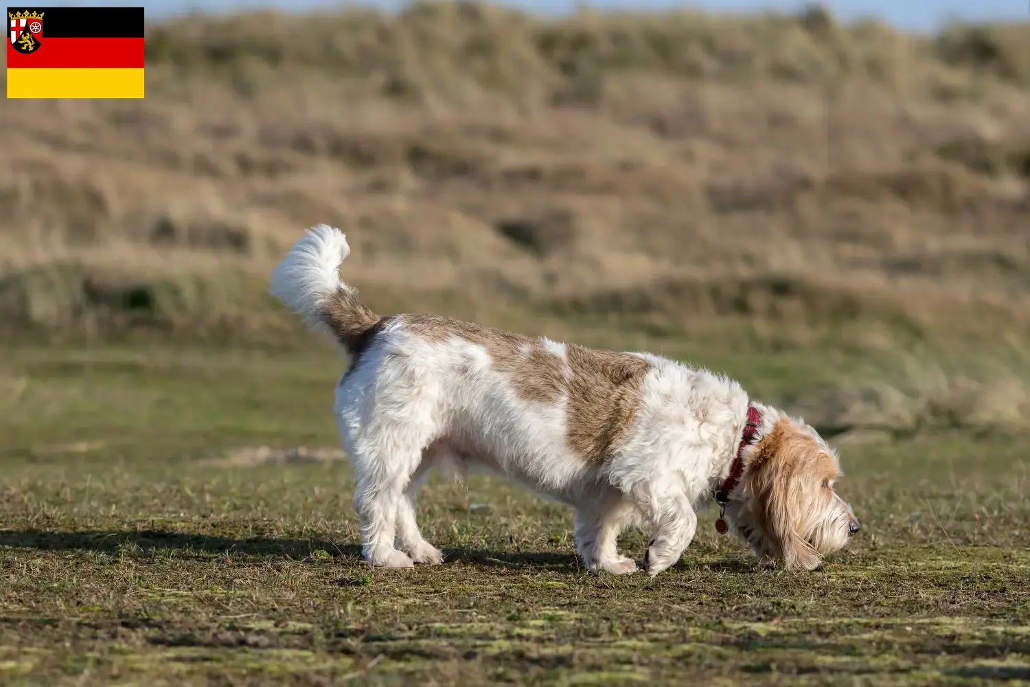 Read more about the article Criadores de Grand Basset Griffon Vendéen e cachorros na Renânia-Palatinado