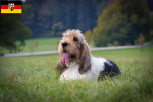 Read more about the article Criadores de Grand Basset Griffon Vendéen e cachorros em Sarre