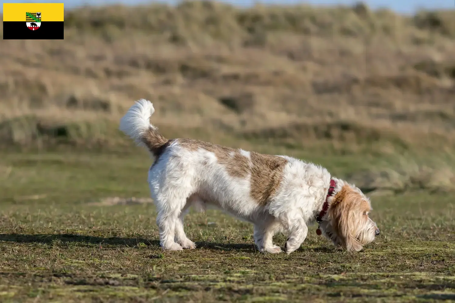 Read more about the article Criadores de Grand Basset Griffon Vendéen e cachorros em Saxónia-Anhalt